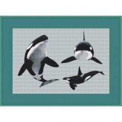 Borduurpakket Killer Whale Tribute Orcraphics 2012.01.02