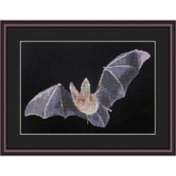 Borduurpakket Bat Catch Orcraphics 2012.02.10