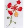 Borduurpatroon Poinciana Ross fl08