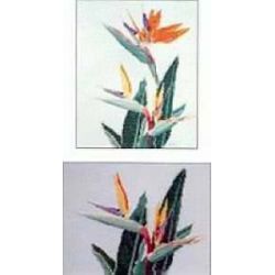 Borduurpatroon Stelitzia Ross fl09