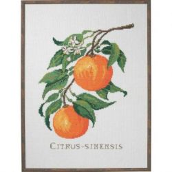 Borduurpakket citrus-sinensis Eva Rosenstand 14-017