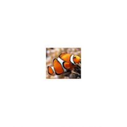 Diamond painting pakket Clown Fish AZ-1061
