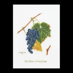 Borduurpakket druiven Thea Gouverneur 2086A