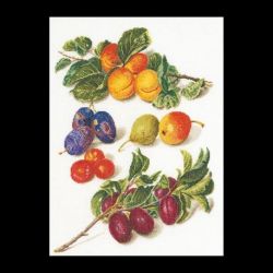 Borduurpakket Fruitportret Antiek 2 Thea Gouverneur 3062L