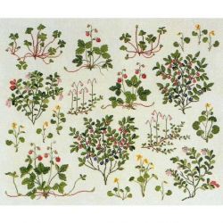 Borduurpakket Bosbessen Haandarbejdets Fremme 30-4475