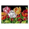 Smyrna knoopkleed Tulpen Orchidea 4245