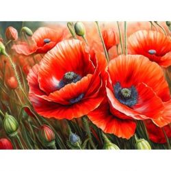 Diamond Painting kit "Poppies"