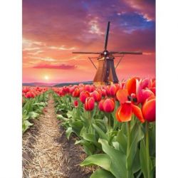 Windmill in tulips