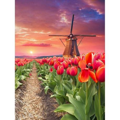 Windmill in tulips