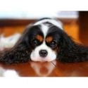 King Charles Spaniel