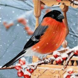 Bullfinch